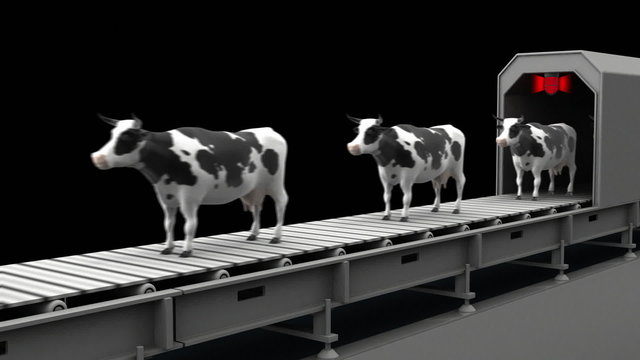 Cows on the conveyor belt