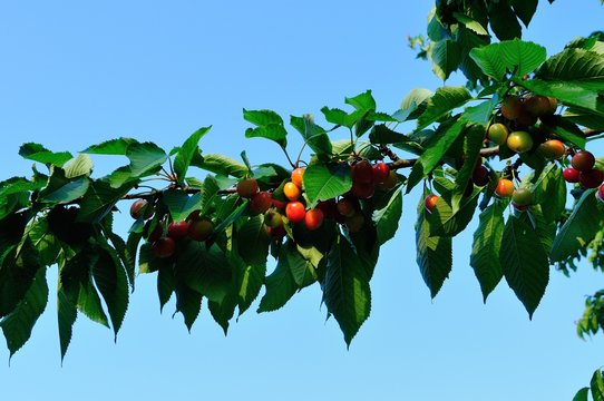 Cherry branch with cherries