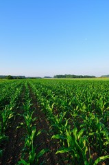 Fototapeta na wymiar Green corn field in the morning