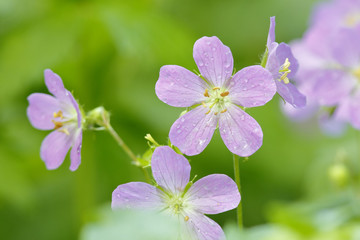 Wild Geraniums After a Spring Rain