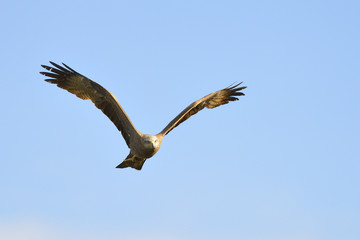 Schwarzmilan im Flug