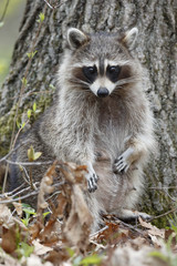 A mother Raccoon (Procyon lotor) stands on her hind legs in a deciduous forest - Ontario, Canada