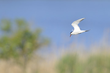 Flussseeschwalbe im Flug