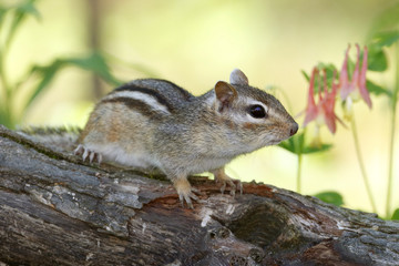 Eastern chipmunk (Tamias striatus) on a log next to a patch of Wild Columbine - Pinery Provincial Park, Ontario, Canada