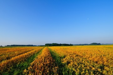 Barley field