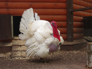 Albino turkey


