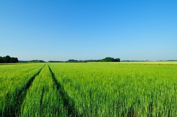 Barley field