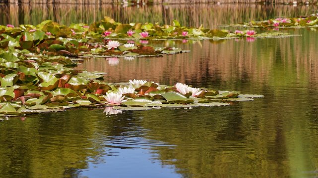 Nymphaea alba - Aquatic vegetation,
