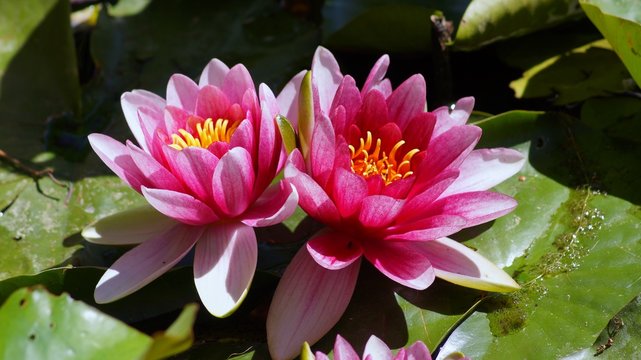 Nymphaea ,pink nymphea - Aquatic vegetation
