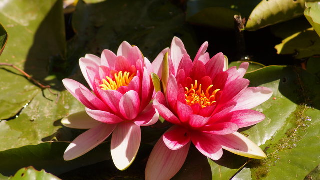 Nymphaea ,pink nymphea - Aquatic vegetation
