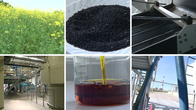 Plant blooms. Rape seed oil biofuel production. Video collage.