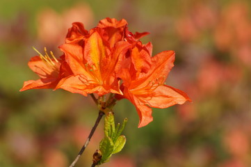 blooming azaleas and rhododendrons in the garden 
