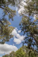 View of eucalyptus trees against a blue sky with white clouds.