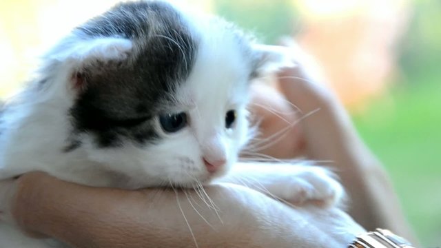 Small cute kitten on hands