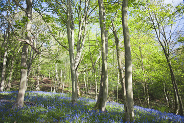 Spring Forest with Green Leaves and Blue Flowers Field
