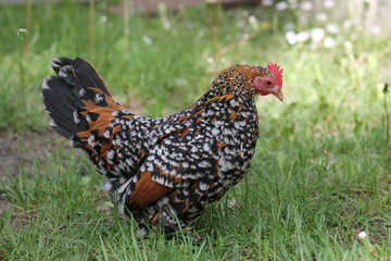 Feather-footed Belgian Bantam