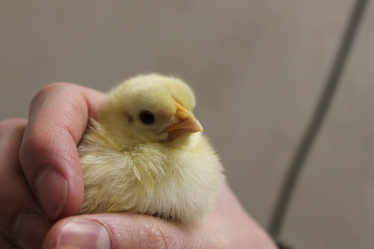 Male Hand holding Young Chick (Bresse Gauloise)