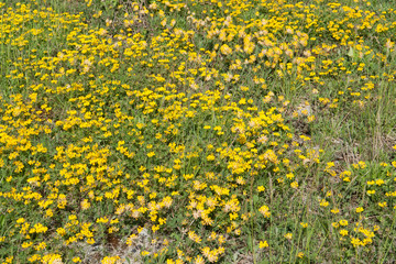 meadow with yellow flowers