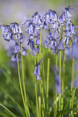 Close Up Spring Bluebells Flowers on the Morning Breeze