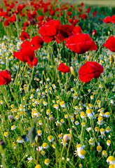 Poppies and camomiles