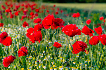 Poppies and camomiles
