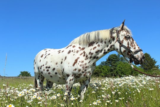 Tigerschecke Knabstrupper auf Blumenwiese