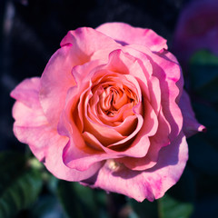 Fototapeta na wymiar impressive pink rose