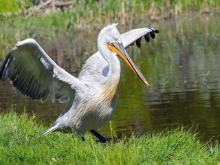 Dalmatian pelican (Pelecanus crispus)