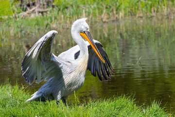 Dalmatian pelican (Pelecanus crispus)