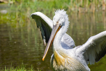 Dalmatian pelican (Pelecanus crispus)