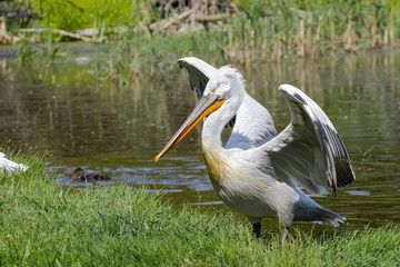 Dalmatian pelican (Pelecanus crispus)