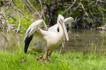 Great white pelican (Pelecanus onocrotalus)