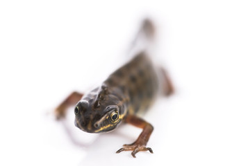 Smooth newt on white background