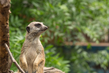 Meerkat or suricate securing the area where they are living