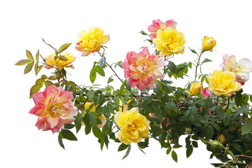 pink and yellow rose bush