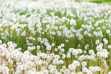 Obraz na płótnie Canvas Field of dandelions