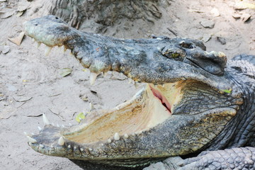Crocodile's mouth