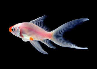 gold fish isolated on black background