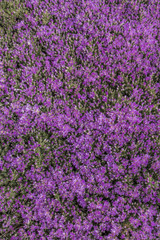 Close up view of a beautiful purple Vygie South African Succulent ground cover plant in the garden.