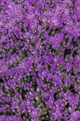 Close up view of a beautiful purple Vygie South African Succulent ground cover plant in the garden.
