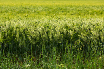 Close up of green barley field on natural light - obrazy, fototapety, plakaty
