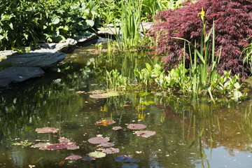 Decorative pond in a garden