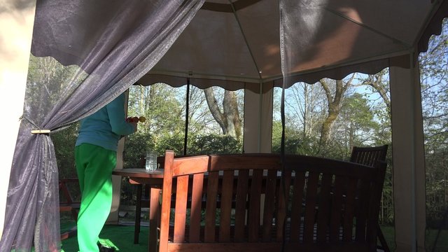 Florist man dap tulip flowers on arbor table in spring. 4K