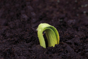 Sadzonka dyni. © Stanisław Błachowicz