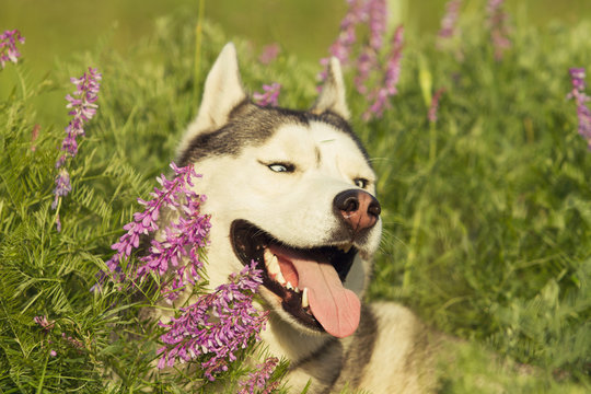 Siberian Husky on the field. Dog portrait.