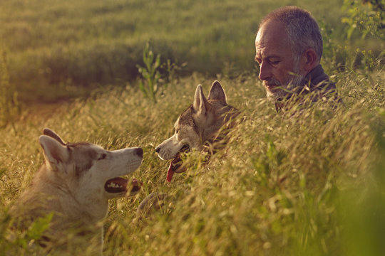 old man with his dog in a field at sunset. Close-up portrait. Siberian husky.