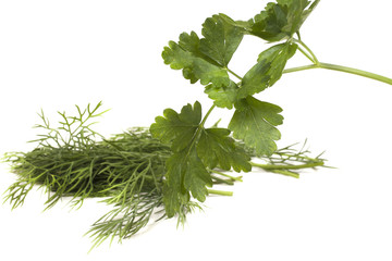 green leaves of parsley and dill