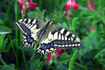 Close up of a butterfly in green field