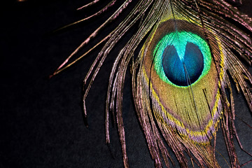 Peacock Feather