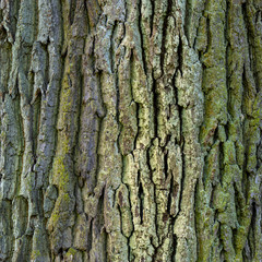 Deutsche Eiche-Textur